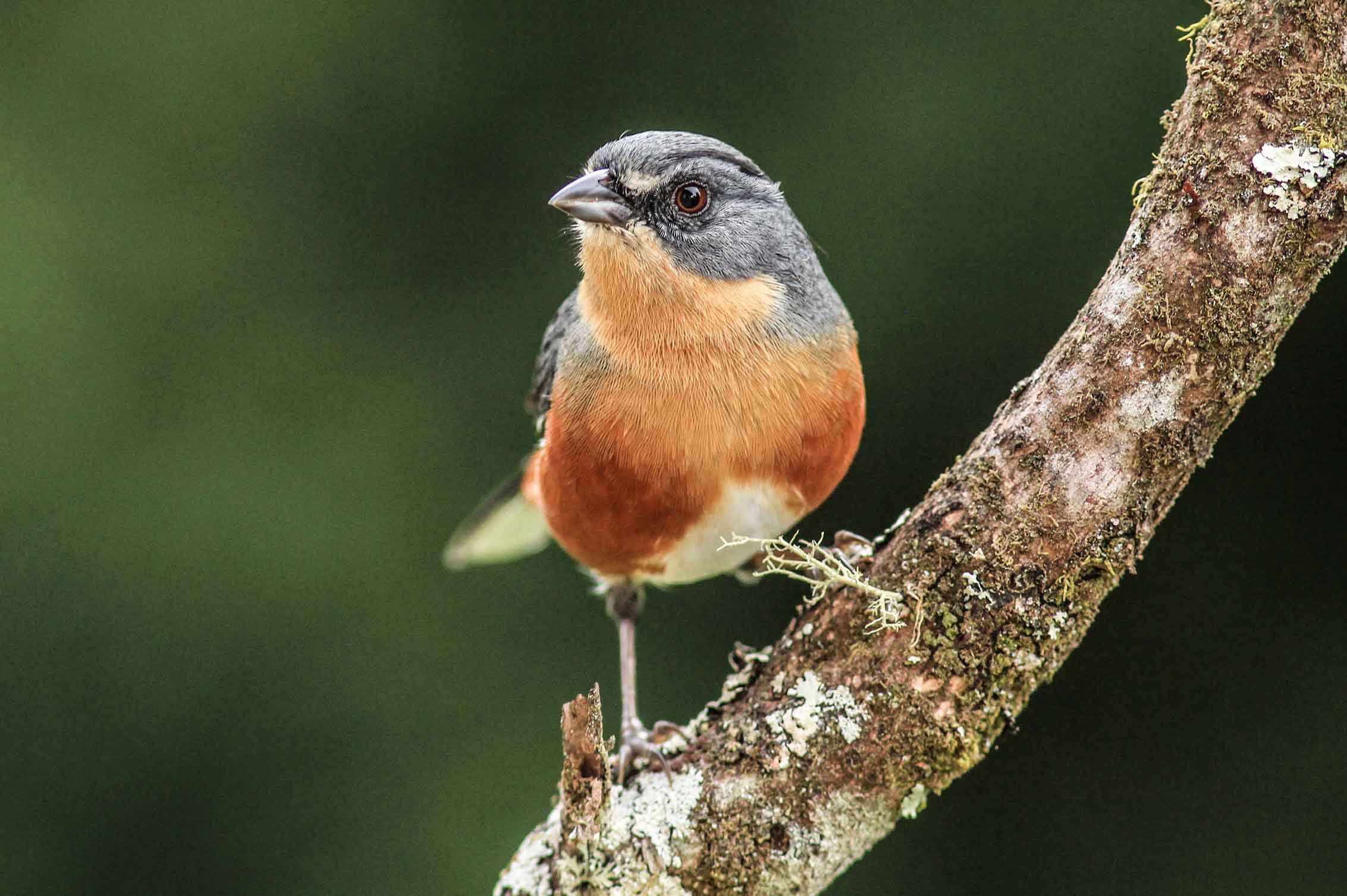 Serra-da-Mantiqueira-meio-ambiente-passaros-quete-bx