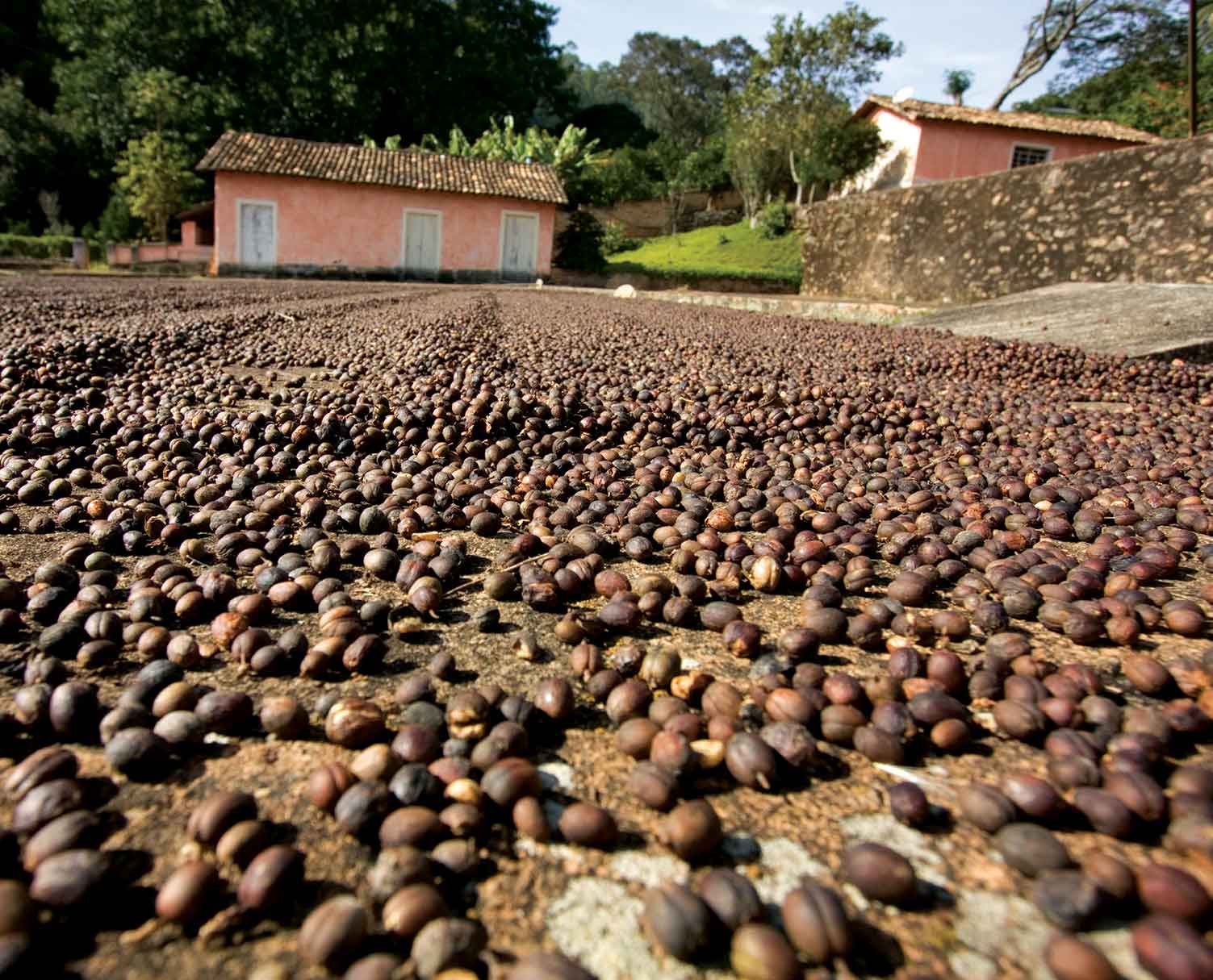 Atibaia-historia-fazenda-terreiro-secagem-cafe-bx