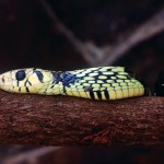 Costa-da-Mata-Atlantica-Meio Ambiente-Fauna-Cobra-caninana-Shutterstock-bx