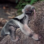 Costa-da-Mata-Atlantica-Meio Ambiente-Fauna-tamandua-bandeira-Shutterstock-bx