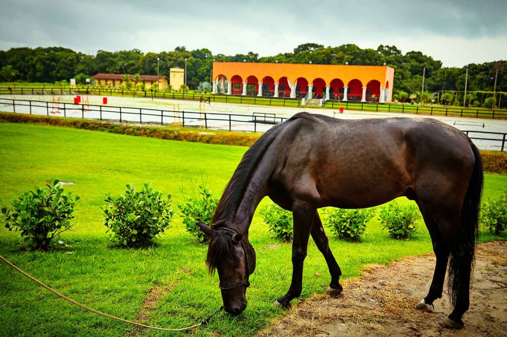Hípica Itanhaém-Turismo-Rural-Hipica-Cavalos-ft-Alf-Ribeiro-bx