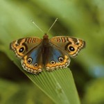 Mantiqueira-Meio-Ambiente-Borboletas-Junonia-Evarete-Lino-Matheus-bx