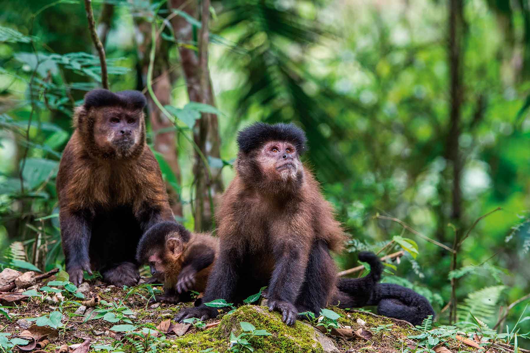 Bonito desenho de macaco-prego dançando