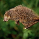 Fauna da Mantiqueira