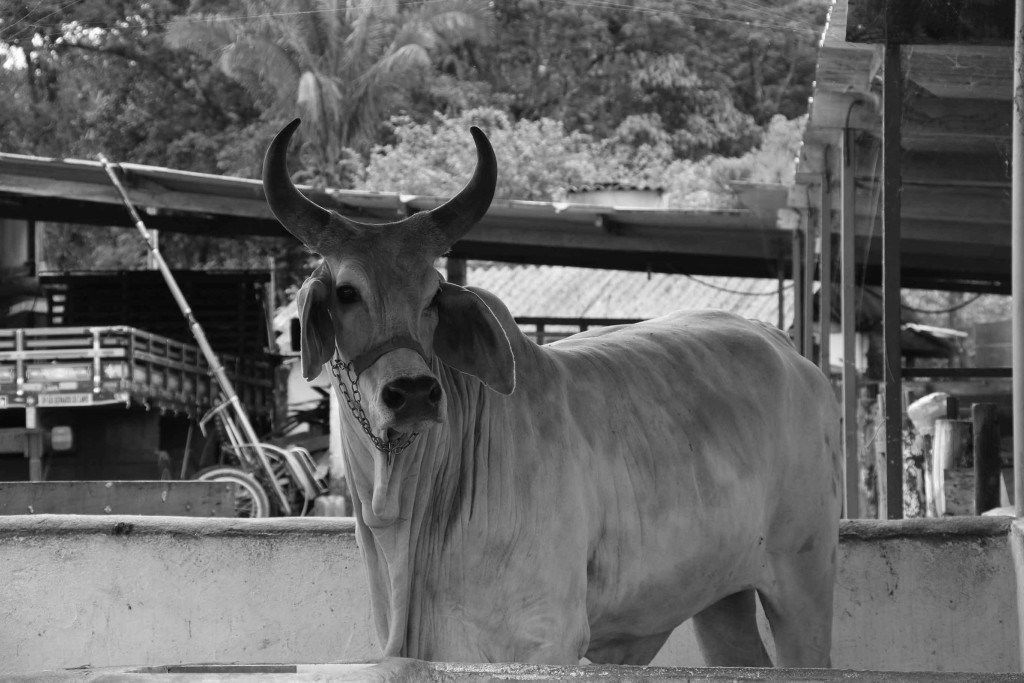 Peruibe-Turismo-Rural-rancho-arco-iris-MMasulino-IMG_7292-bx