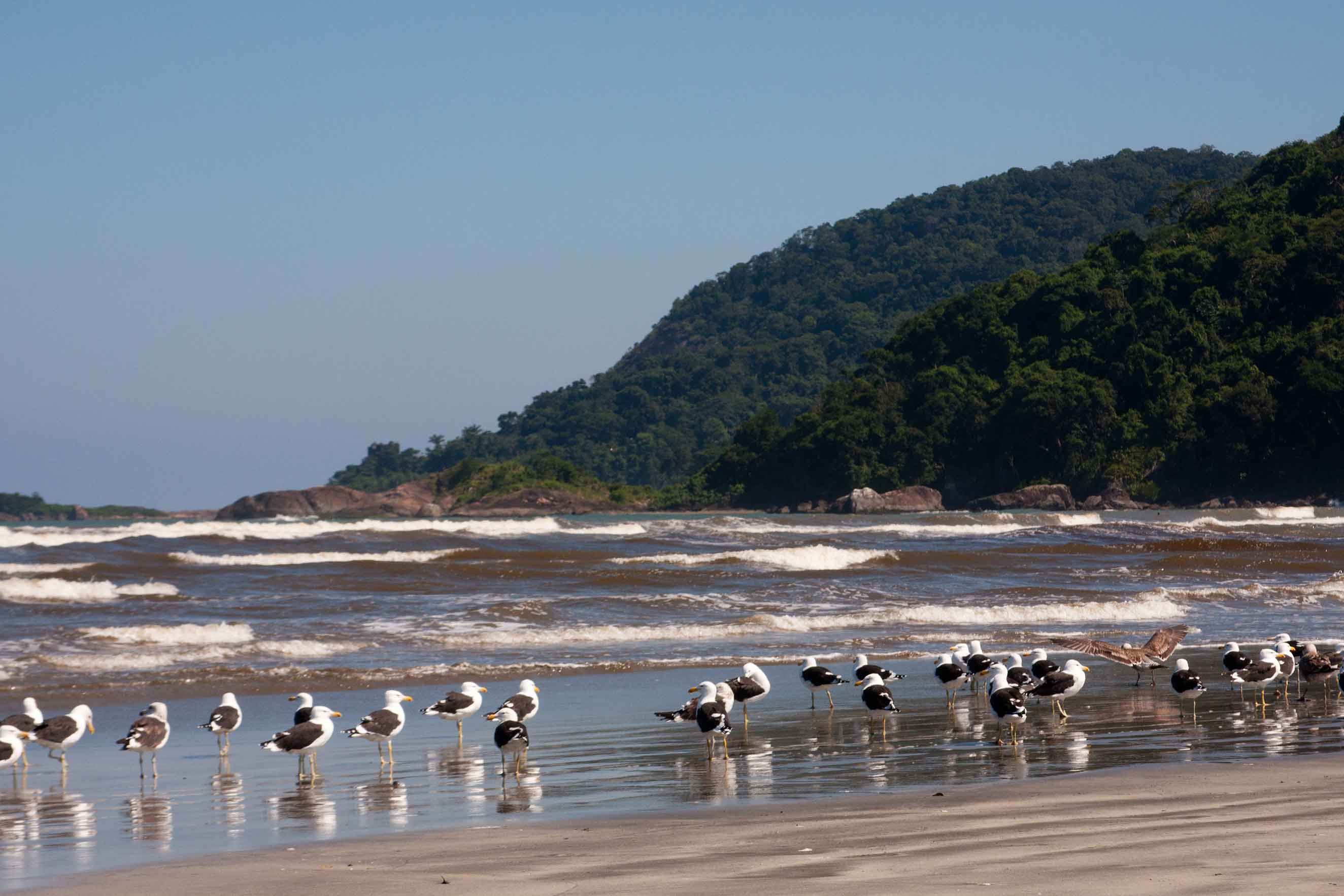 Peruíbe-Meio-Ambiente-Gaivotoes-Jureia-Itatins-bx