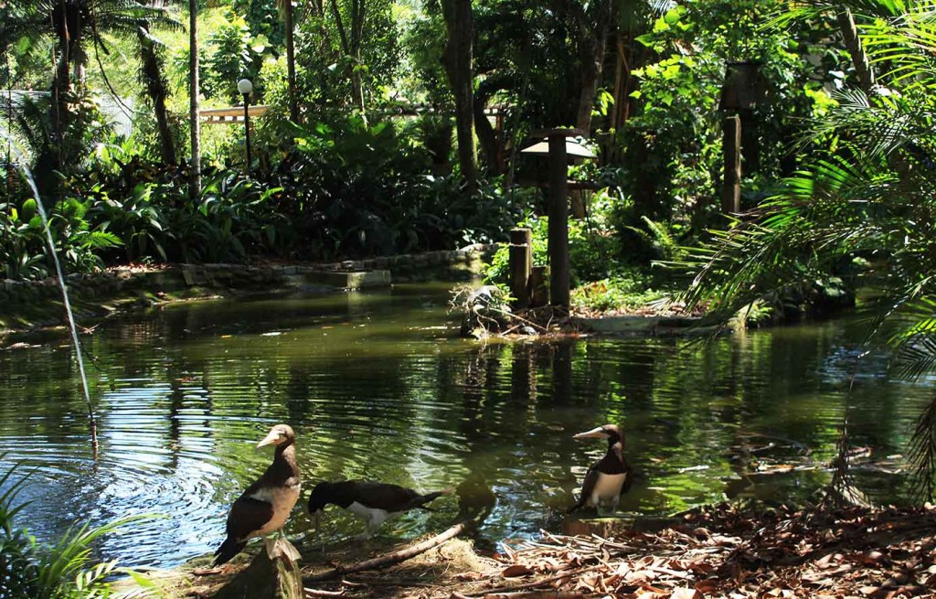 Santos-Turismo-Parque-Zoobotanico-e-Orquidario-Municipal-bx