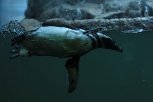 Aquário Municipal de Santos-Turismo-aquario-pinguin-de-magalhaes-IMG_5131-bx