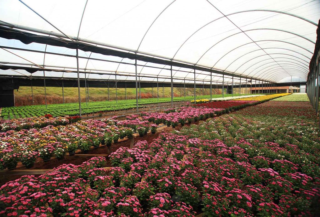 Flores de Atibaia-atibaia-turismo-estufa-flores-IMG_1105-bx