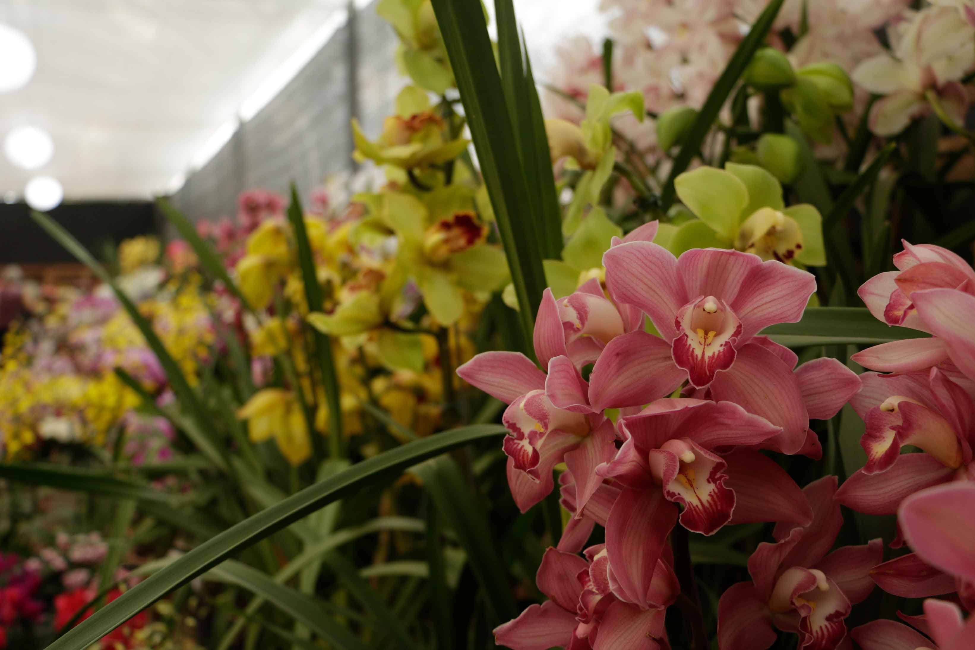Orquídeas no Circuito das Frutas, beleza e variedade