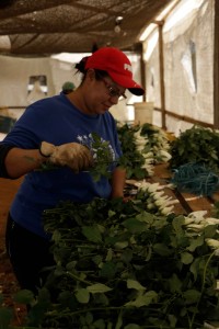 Manuseio de buquês de rosas para venda em atacado - Sítio Santa Virgínia