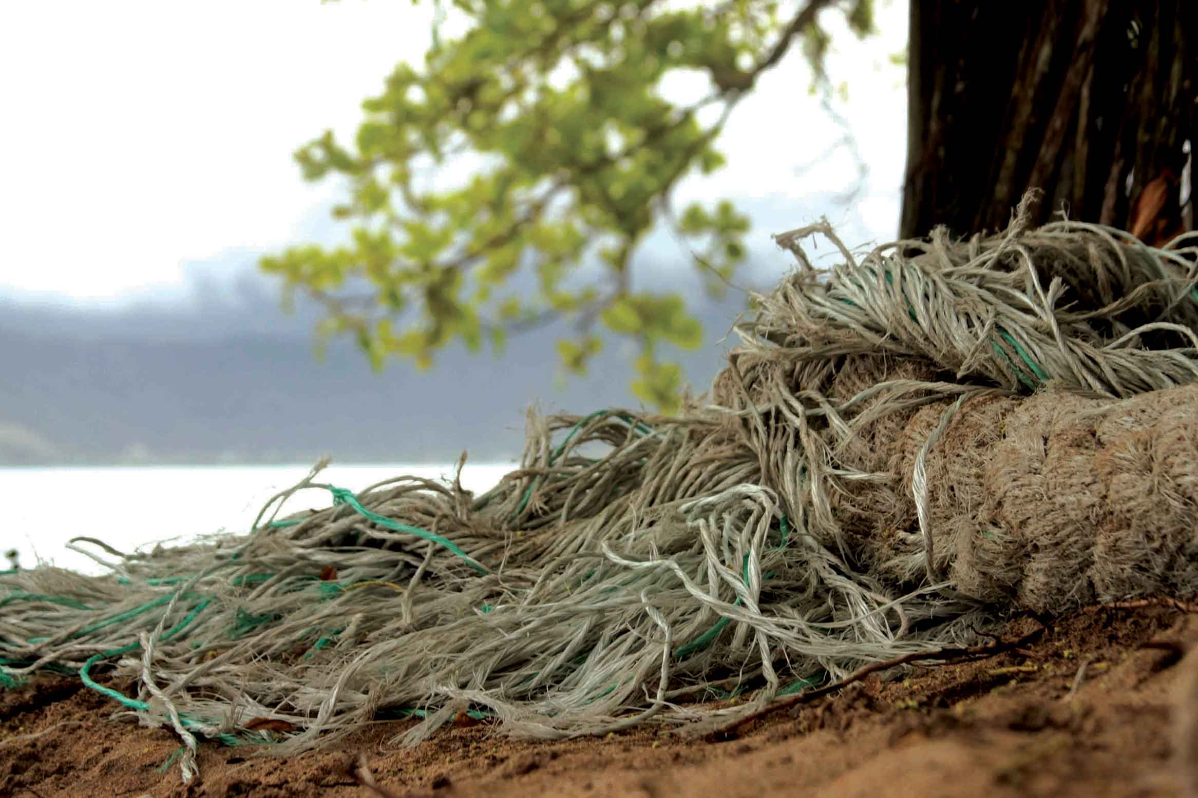 vida de caiçara natureza-ilhabela-meio-ambiente-289-bx