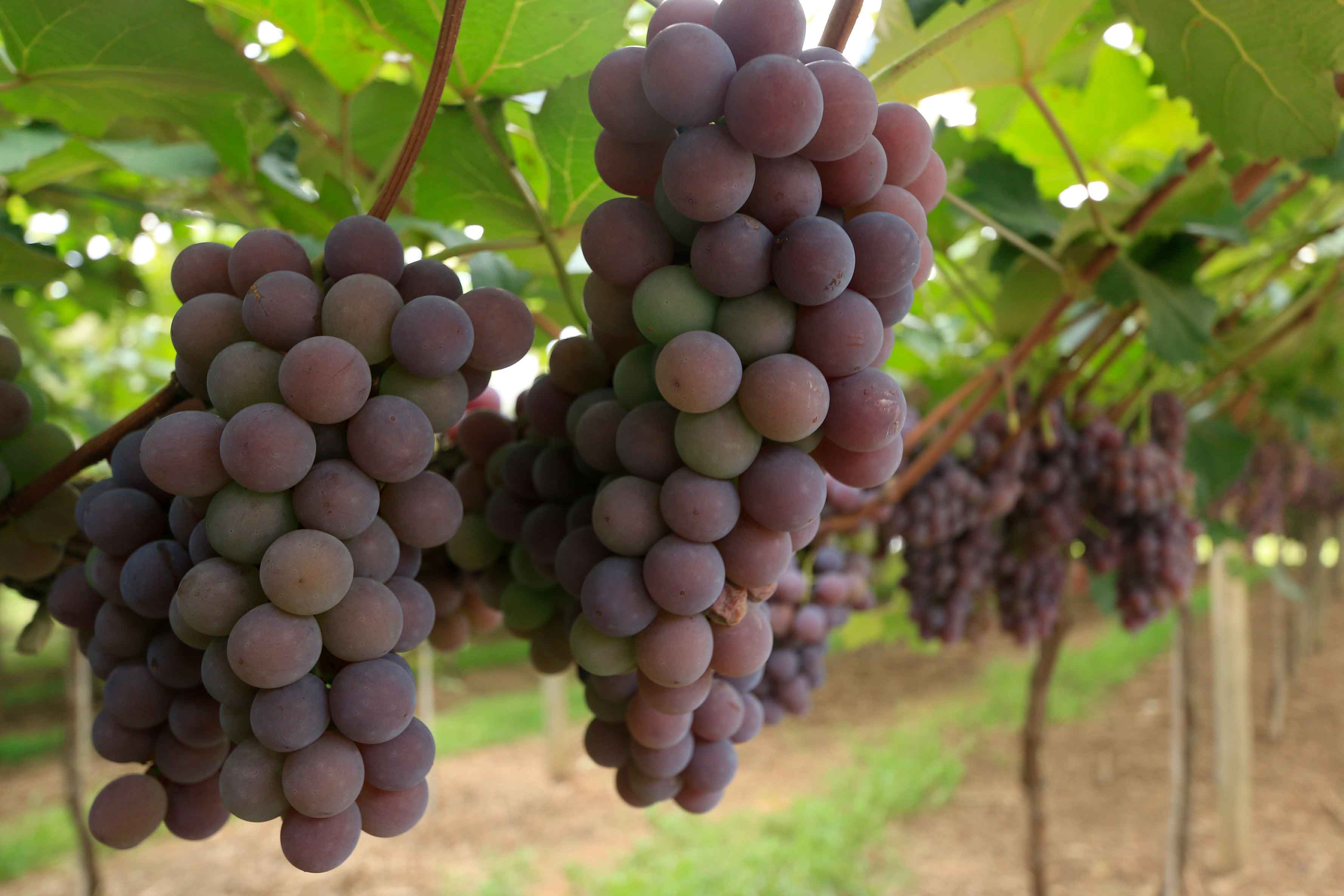 louveira-turismo-rural-plantacao-frutas-uvas-_MG_2390-bx