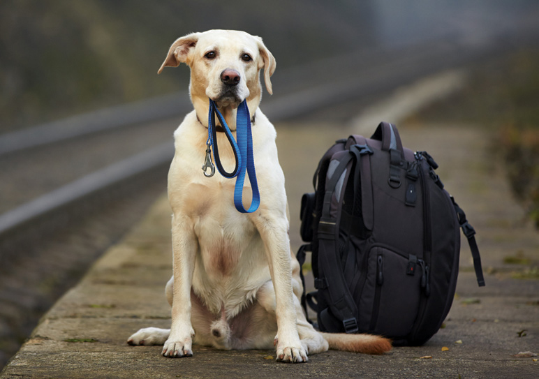 pet-friendly-shutterstock-2-bx