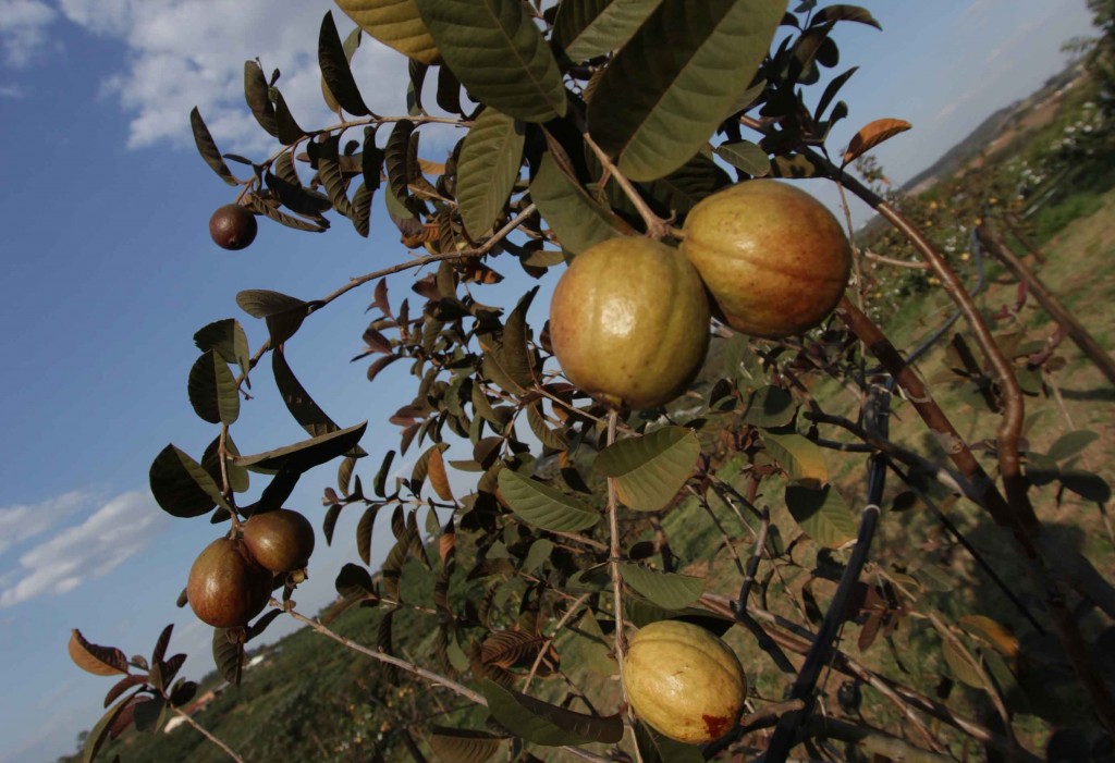 Frutas no Circuito das Frutas-valinhos-frutas-plantacao-goiaba-roxa-sitio-kusakariba-_8666X-bx