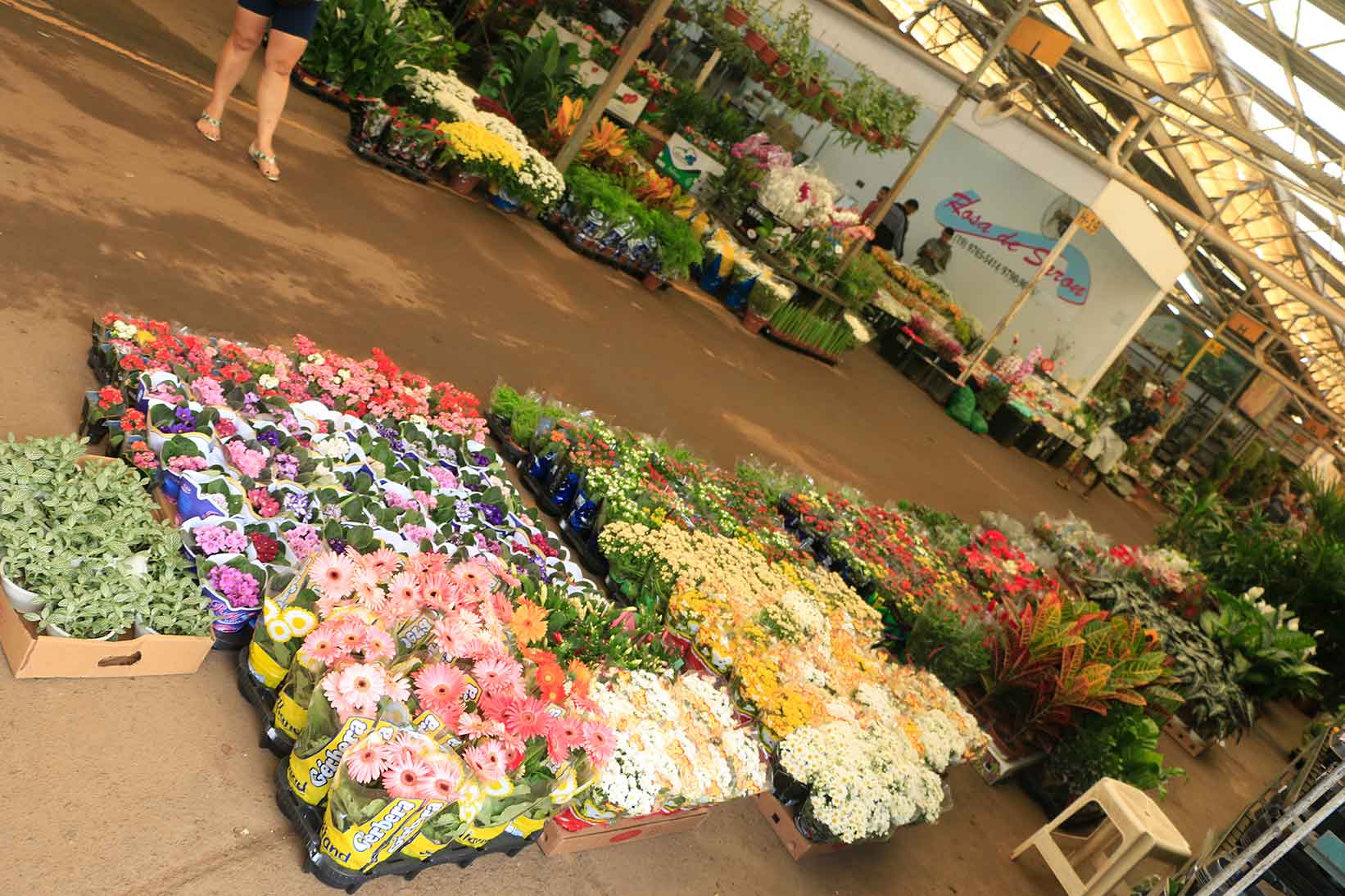campinas-turismo-ceagesp-mercado-de-flores-_mg_4465-bx | Cidade e Cultura