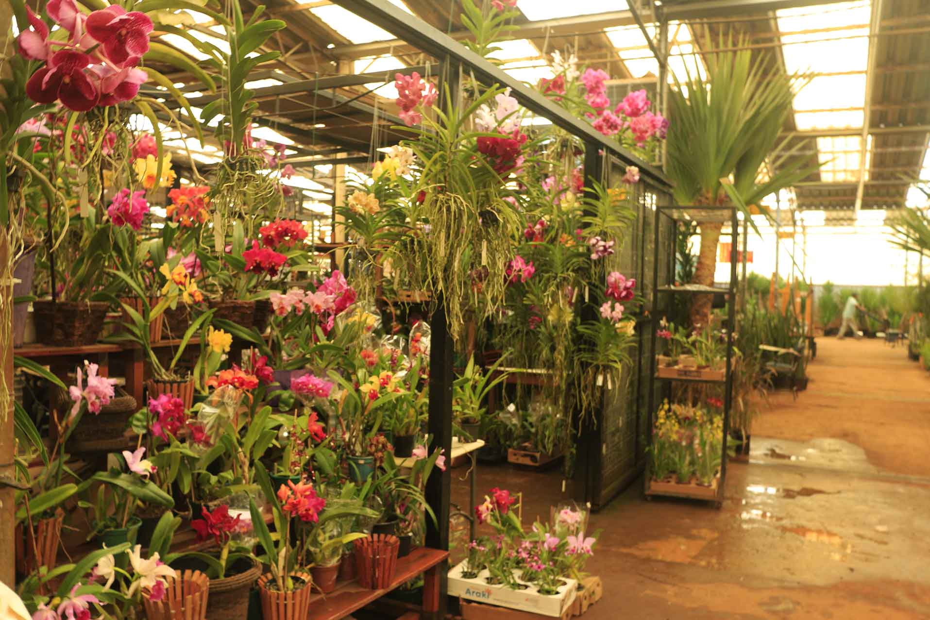 O Mercado de Flores – Ceasa Campinas: flores e plantas ornamentais