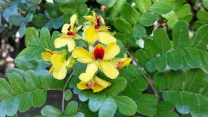 Jardim Botânico Chico Mendes em Santos