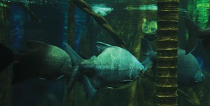 Pacu - invade florestas inundadas para comer as frutas que caem das árvores. Vive em rios subtropicais