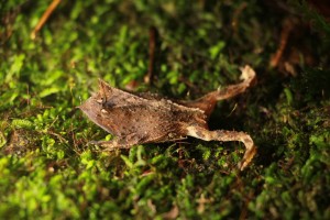 Sapo de chifre – endêminco do Brasil, encontrado na serrapilheira