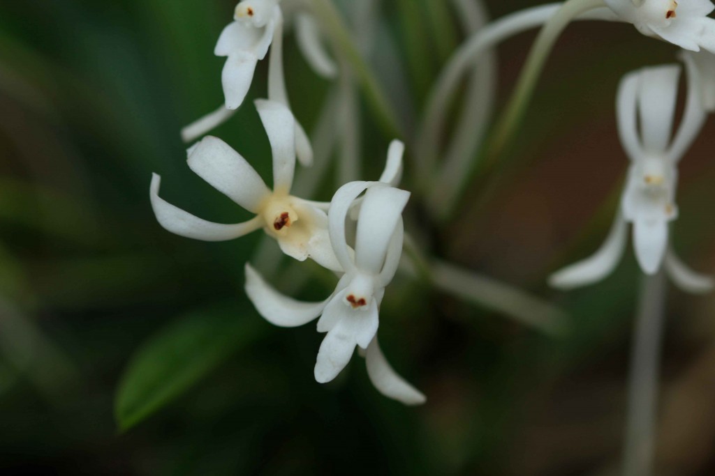Associação de Orquidófilos de Bragança Paulista