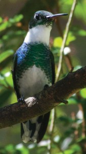 Beija-flor-de-papo-branco
