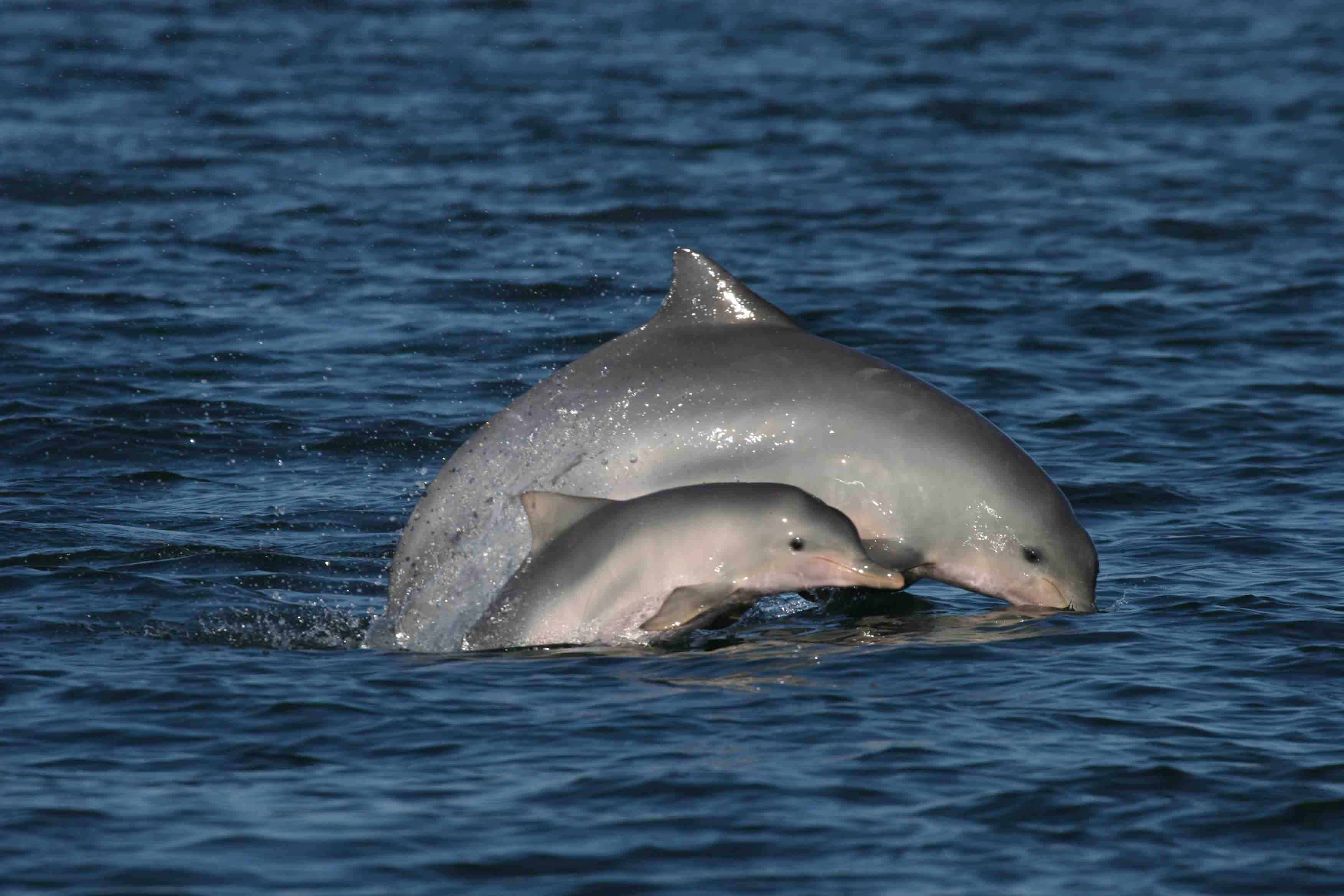 Resultado de imagem para Boto-cinza