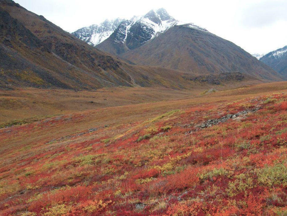 Tundra em Ushuaia