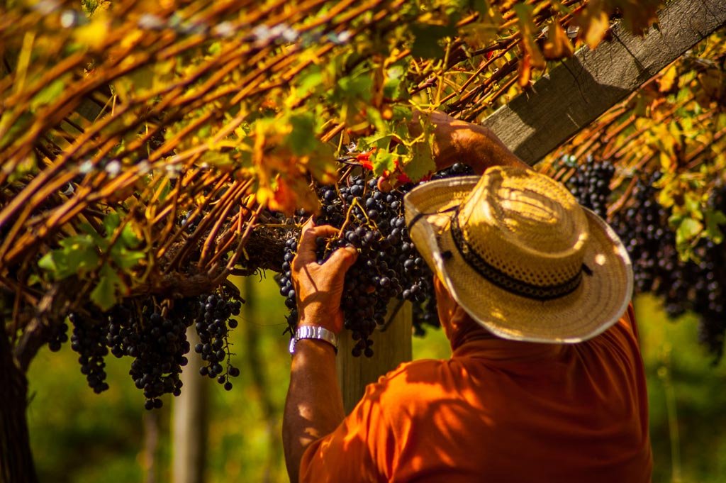 Vinícolas nas Serras Catarinenses e Gaúcha