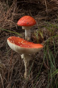 Amanita muscaria