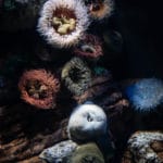 oceanario-de-lisboa-cidadeecultura-7223