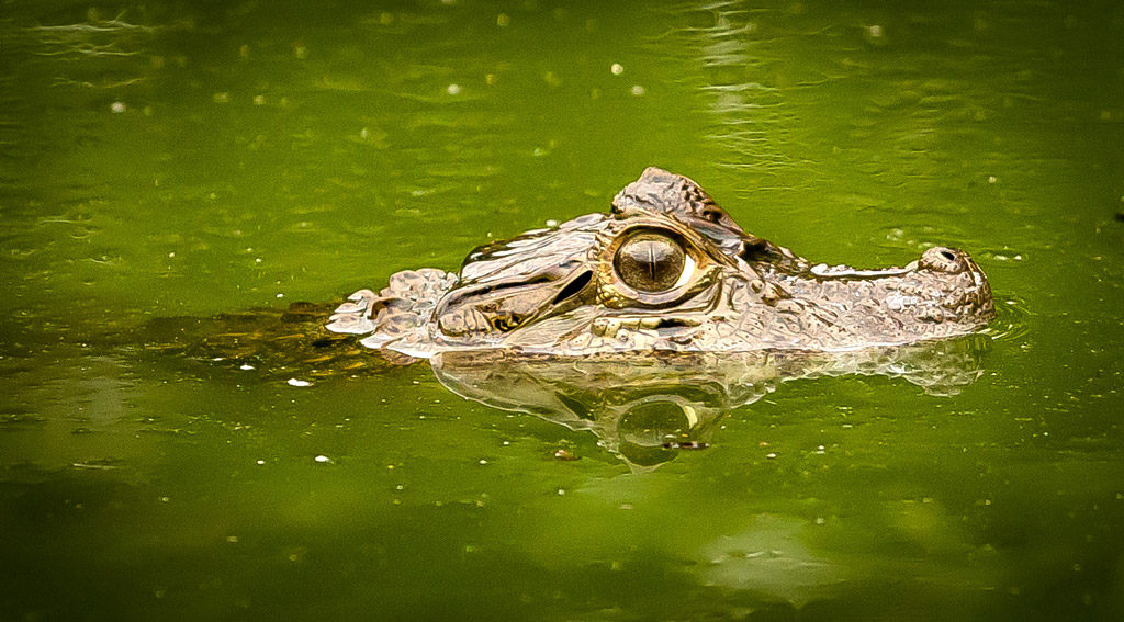 fauna de Cananeia