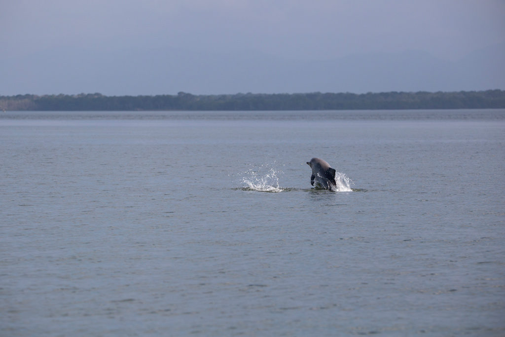 passeios de barco em Cananeia