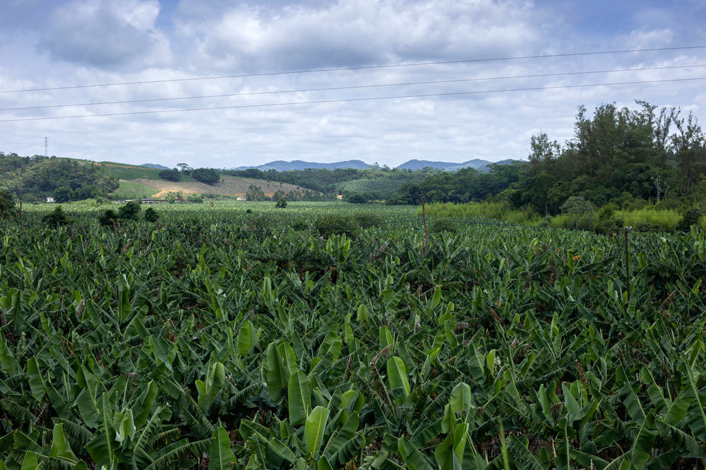 culinária caiçara em Cananeia