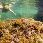 fernando-de-noronha-abreus-x-web
