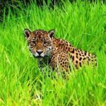 pantanal 7