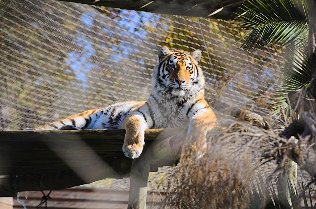 jardim zoológico de Lisboa