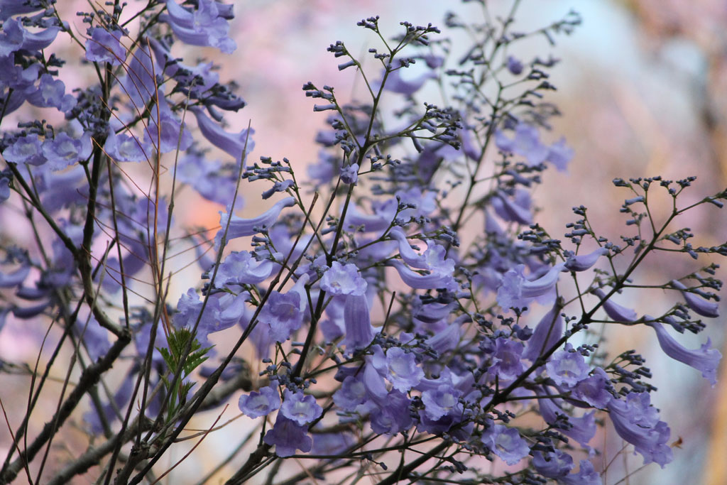 fauna e flora em Lisboa