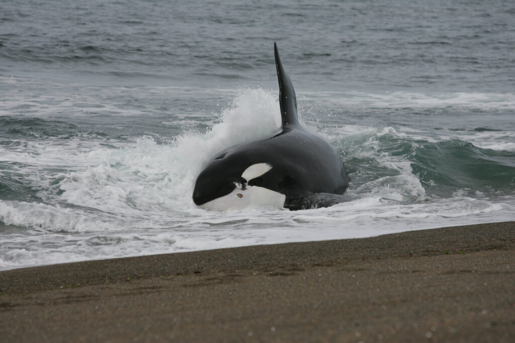 orcas