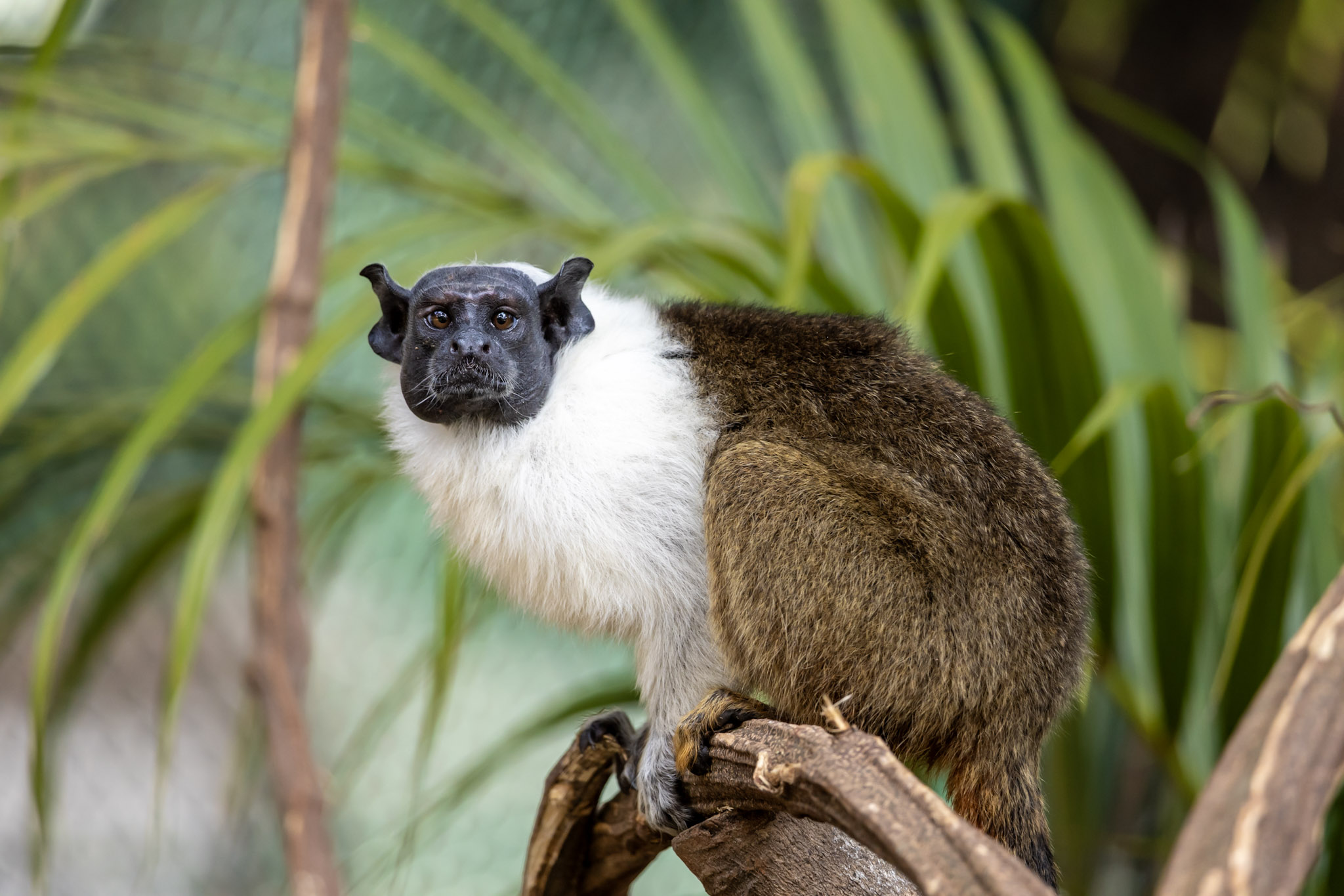Zoo São Paulo recebe pela primeira vez sauim-de-coleira, espécie