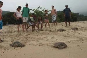 Ubatuba-turismo-ecologico-projeto-tamar-512-bx