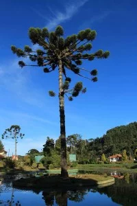 Campos-do-Jordao-Meio-Ambiente-Araucaria-1bx