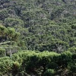 Campos-do-Jordao-Meio-Ambiente-Araucaria-DSC_0825-bx