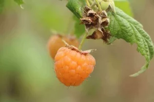 Campos-do-Jordao-Turismo-Rural-Fazenda-Saint-Clair-frutas-vermelhas-IMG_9109-bx