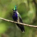 Serra-da-Mantiqueira-meio-ambiente-passaros-beija-flor-de-topete-bx