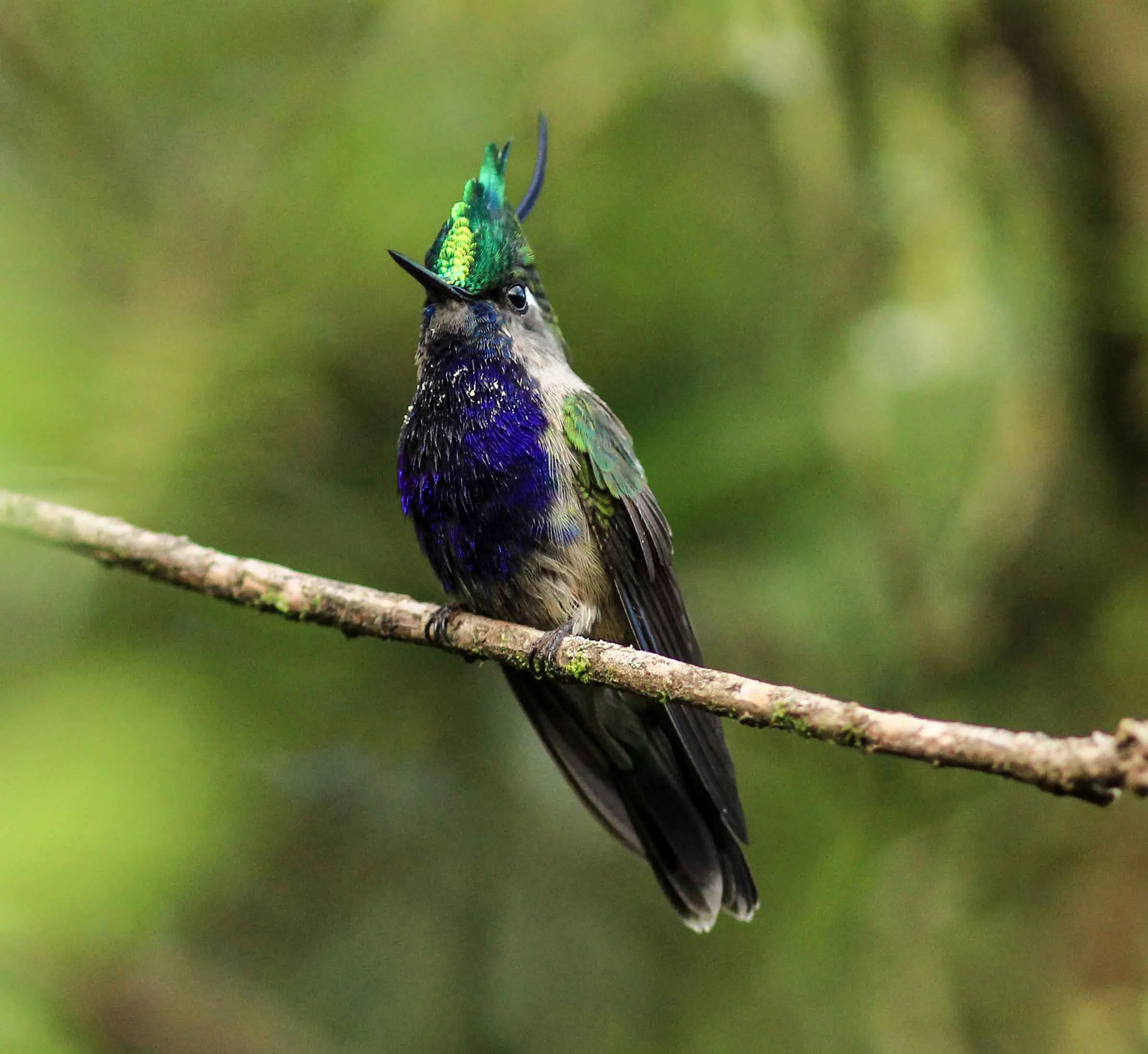 Serra Da Mantiqueira Meio Ambiente Passaros Beija Flor De Topete Bx Cidade E Cultura