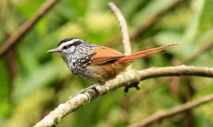 Serra-da-Mantiqueira-meio-ambiente-passaros-choquinha-da-serra-bx