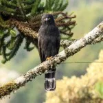 Serra-da-Mantiqueira-meio-ambiente-passaros-gaviao-pega-macaco-bx