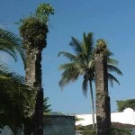 Ubatuba-historia-ruina-fabrica-de-vidro-321-bx
