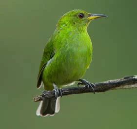 ubatuba-meio-ambiente-ornitologos-3-bx